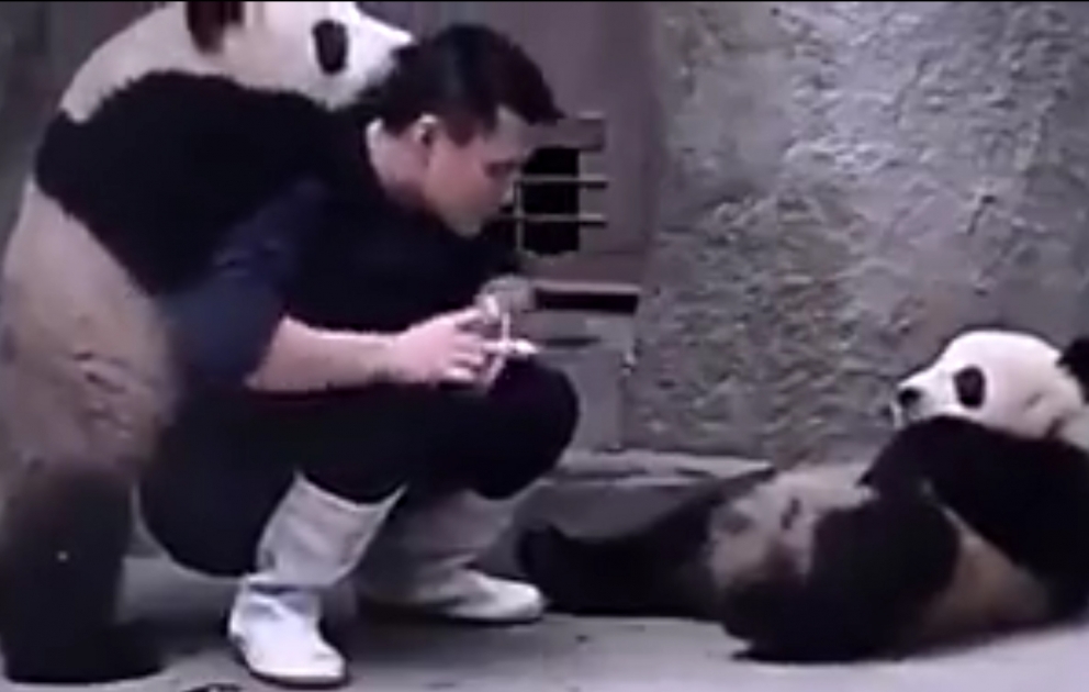 Dərman içmək istəməyən pandalar
