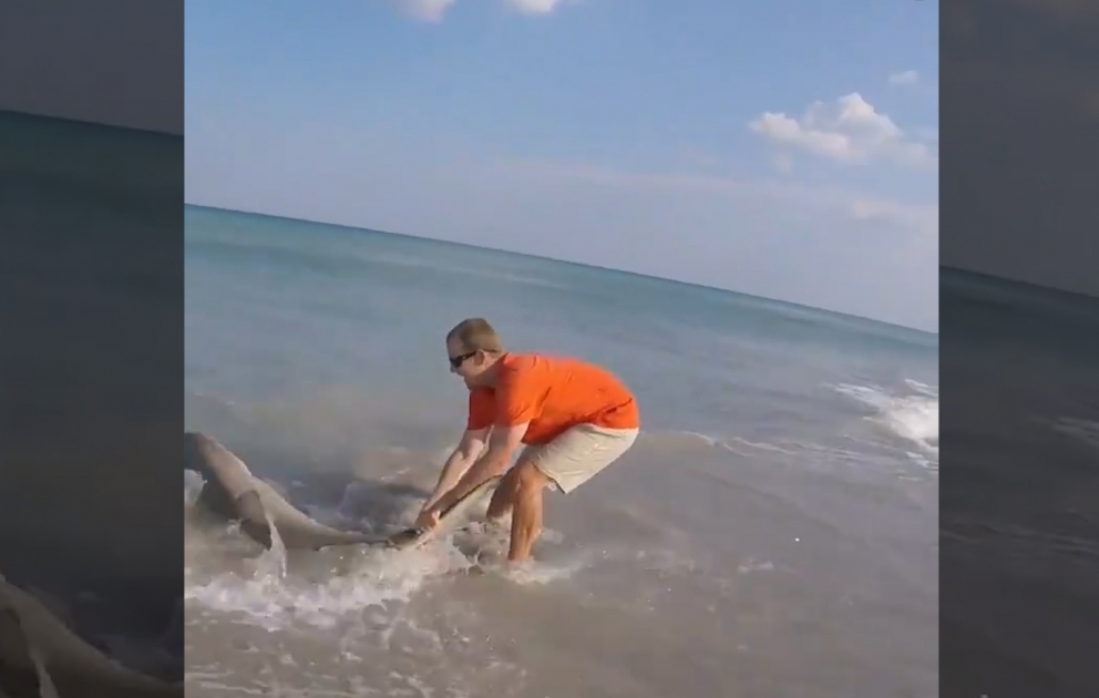 He sprung into action to save a struggling shark who was wrapped in fishing wire