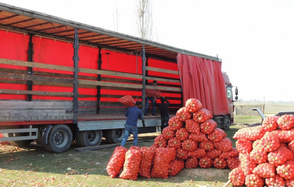 Azərbaycanlı fermerlərin istehsal etdikləri soğan Rusiya bazarlarına çıxarılır