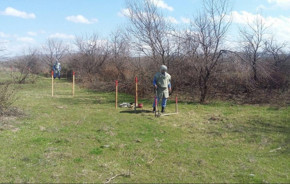 Cocuq Mərcanlıda 1402 ədəd qəlpə aşkar edilib