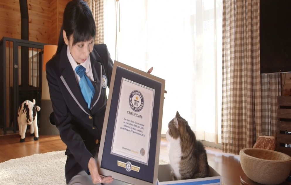 Kater mit dem Decknamen Maru in Japan ist ins Guinness World Records Buch aufgenommen