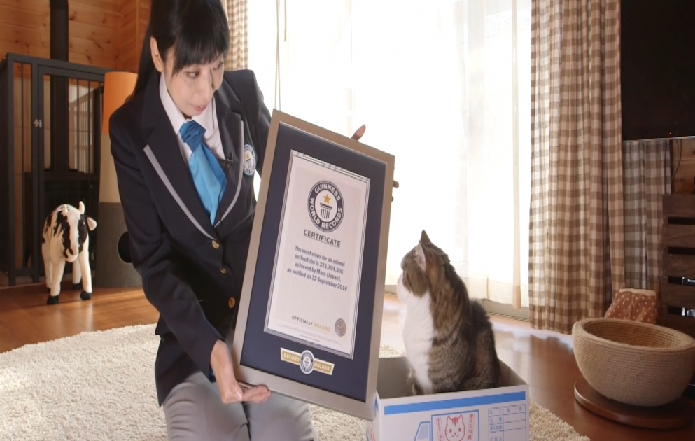 Maru, a cat in Japan, makes it to Guinness World Record for Youtube video views of an individual animal