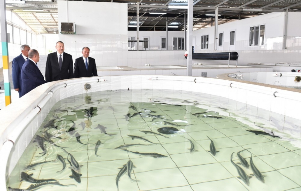 Le président Ilham Aliyev a inauguré l'entreprise d'élevage et de reproduction de poisson de Varvara