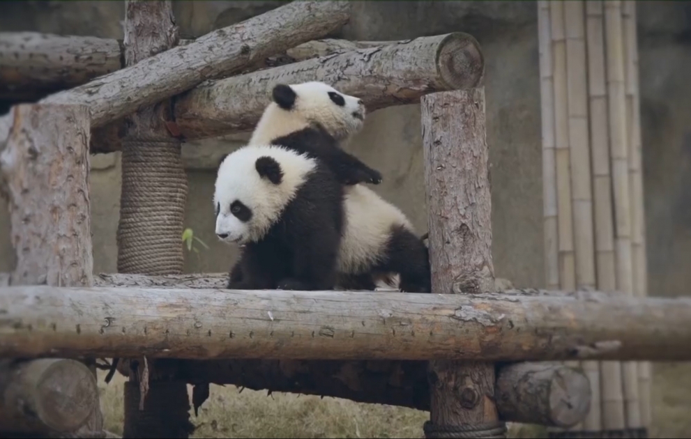 Baby pandas celebrate 200 days since they received new names
