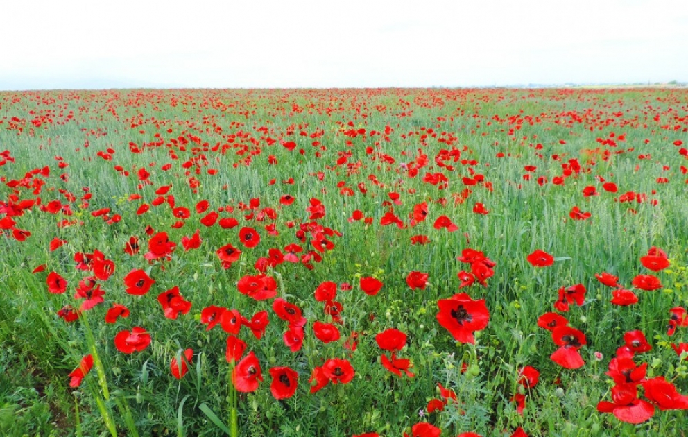 Eye-catching poppies of Ganja fields