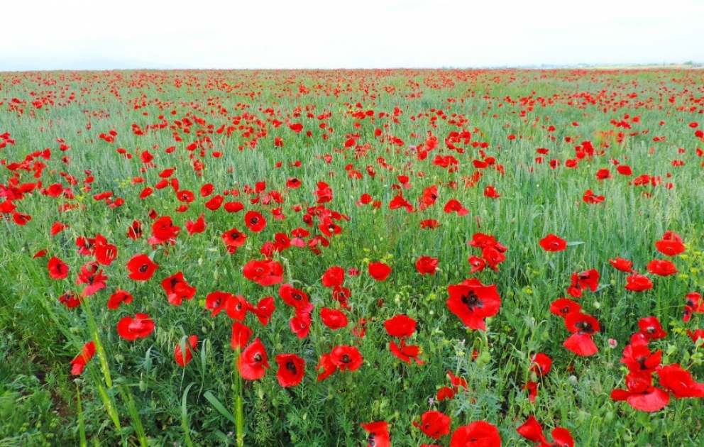 Les coquelicots splendides des champs de Gandja