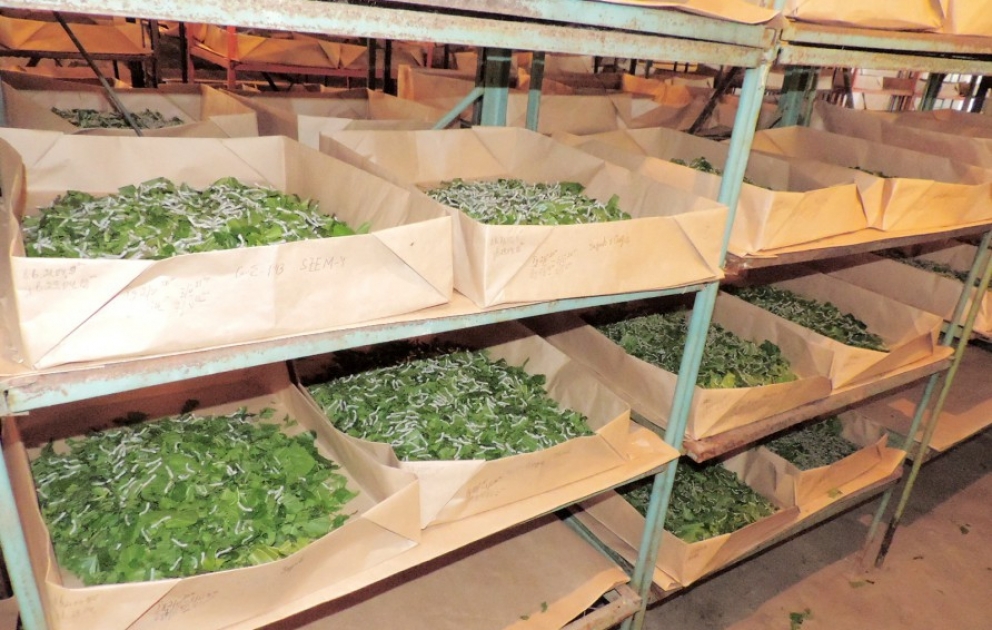 Gəncədəki baramaçılıq laboratoriyasında 82 cins ipəkqurdu yetişdirilir