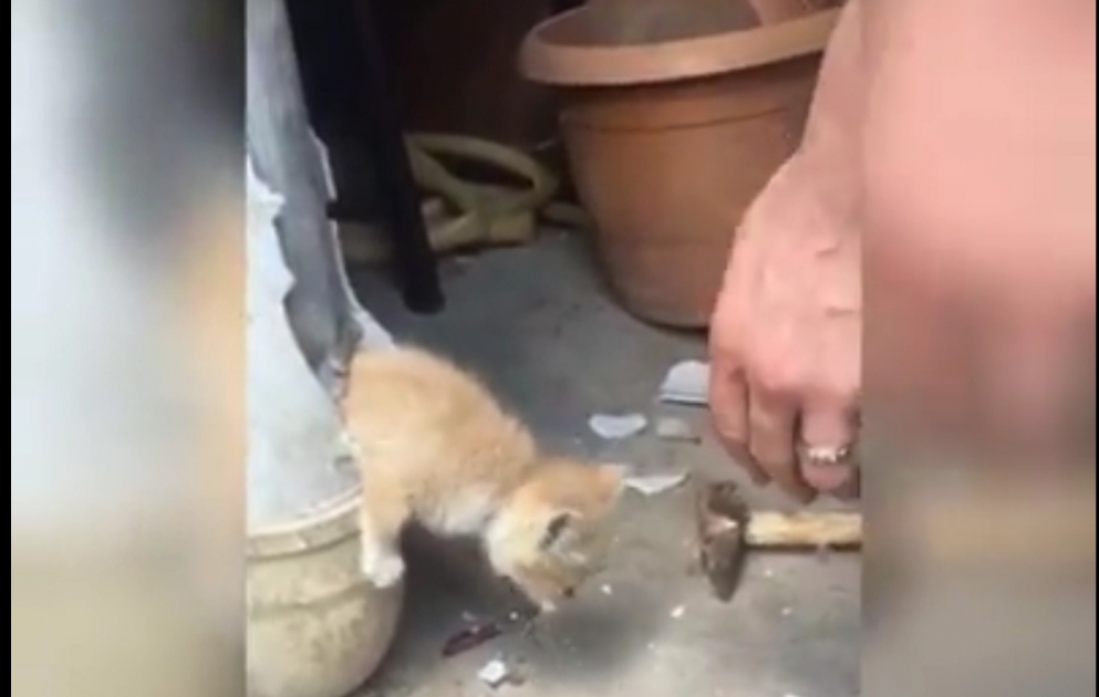 В Баку молодой человек спас котенка из водосточной трубы
