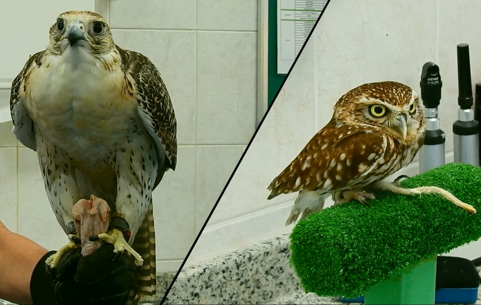 Abu Dabidə şahinlər daha çox sevilir