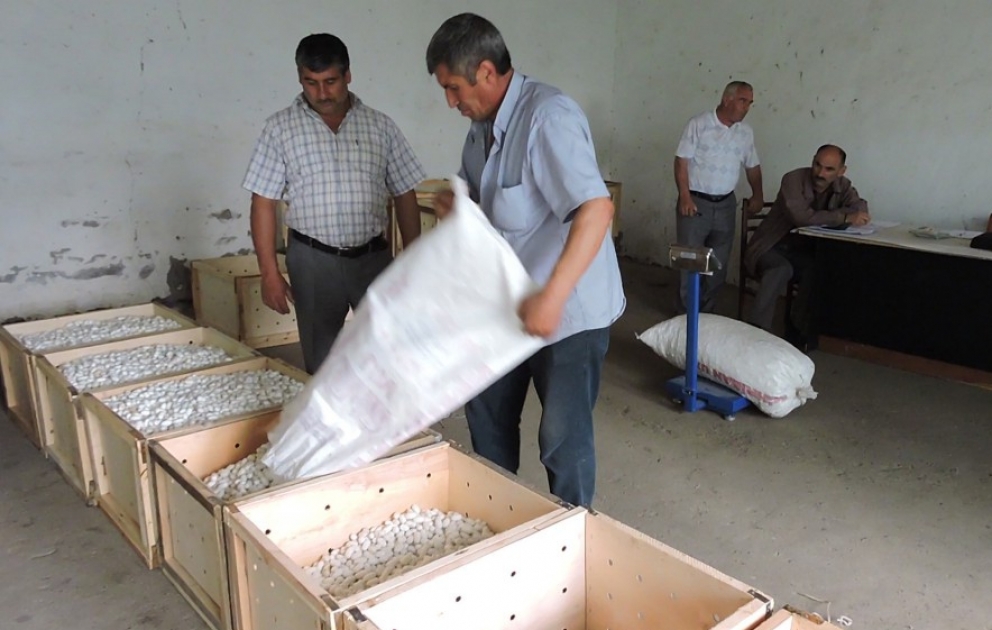 Qaxda ilk günlərdə qəbul məntəqəsinə 1752 kiloqram yaş barama təhvil verilib