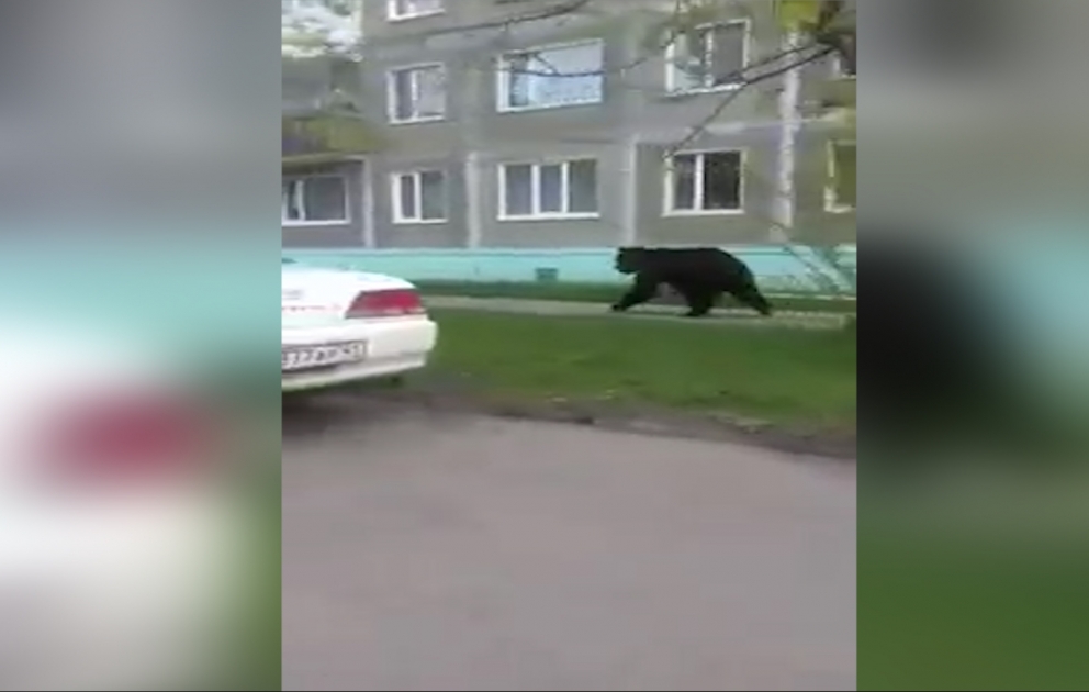 Медведь ходит по улицам в городе Вилючинск на Камчатке