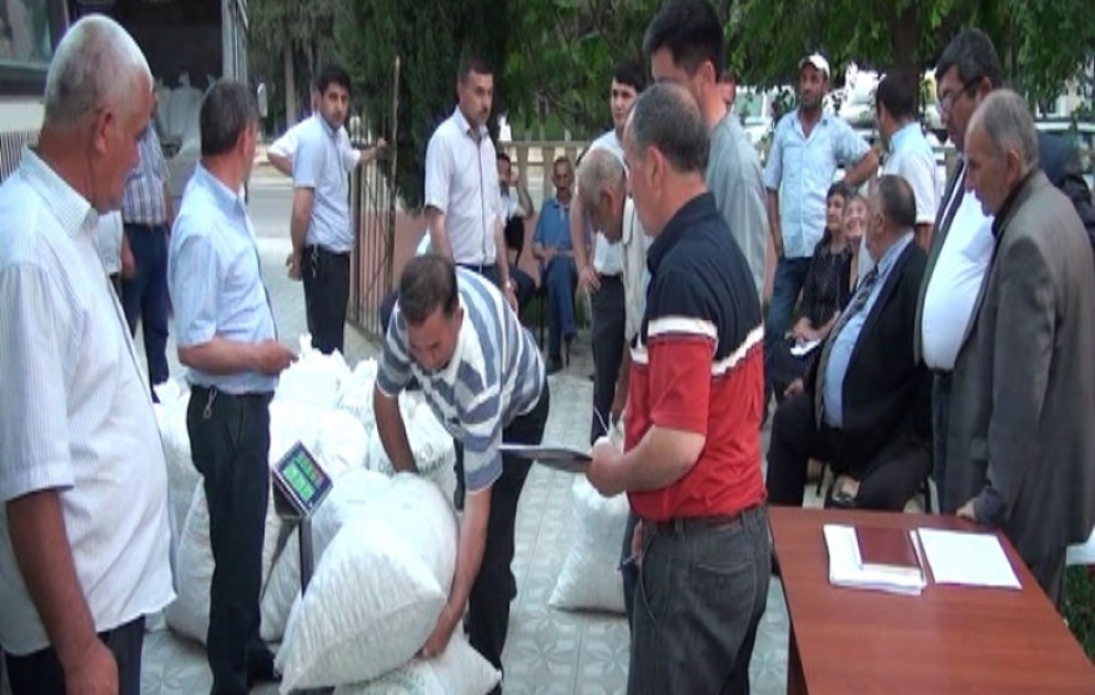 Qazaxda barama tədarükünə başlanılıb