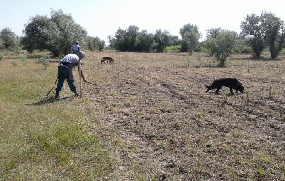 Cocuq Mərcanlıda xeyli sayda qəlpə aşkar edilib