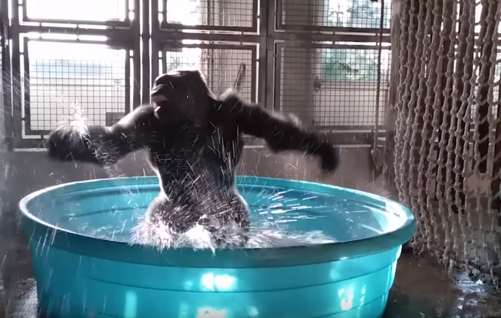 Texas zooparkındakı qorillanın rəqsi internetin hitinə çevrildi