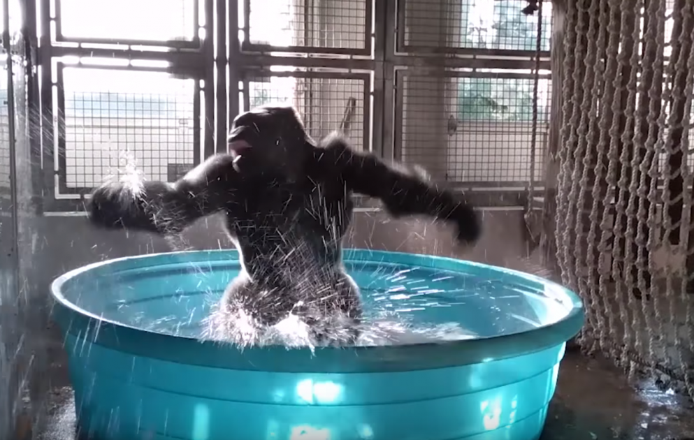 Dallas Zoo's 'breakdancing' gorilla makes a big splash