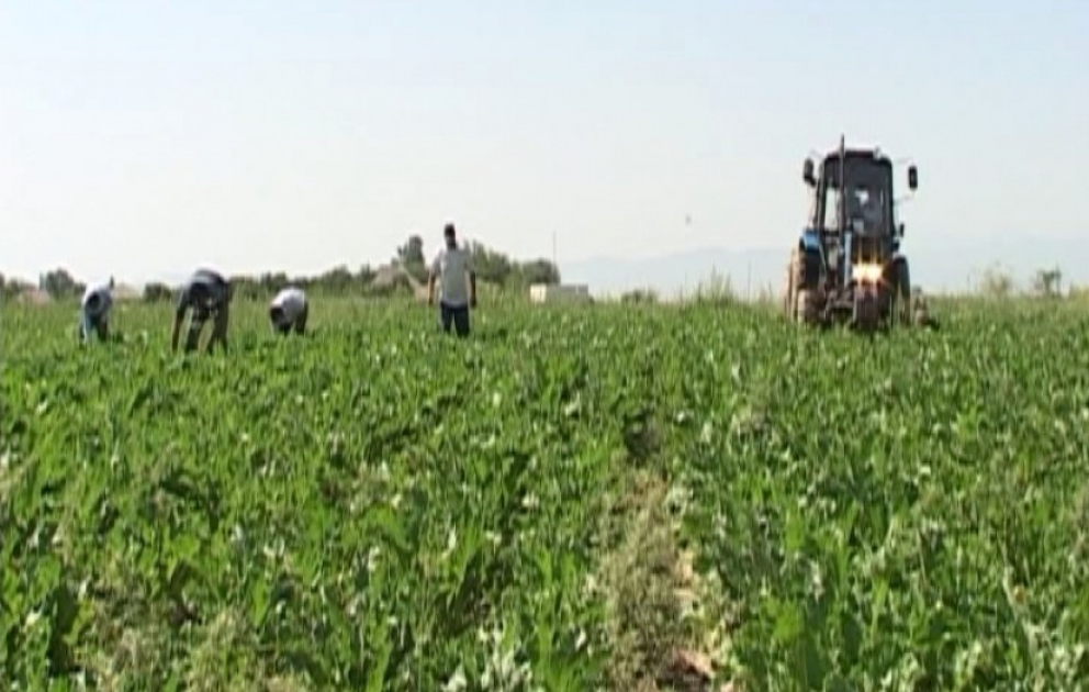Bu il Qazax rayonunda 520 hektar sahədə ilk dəfə şəkər çuğunduru əkilib