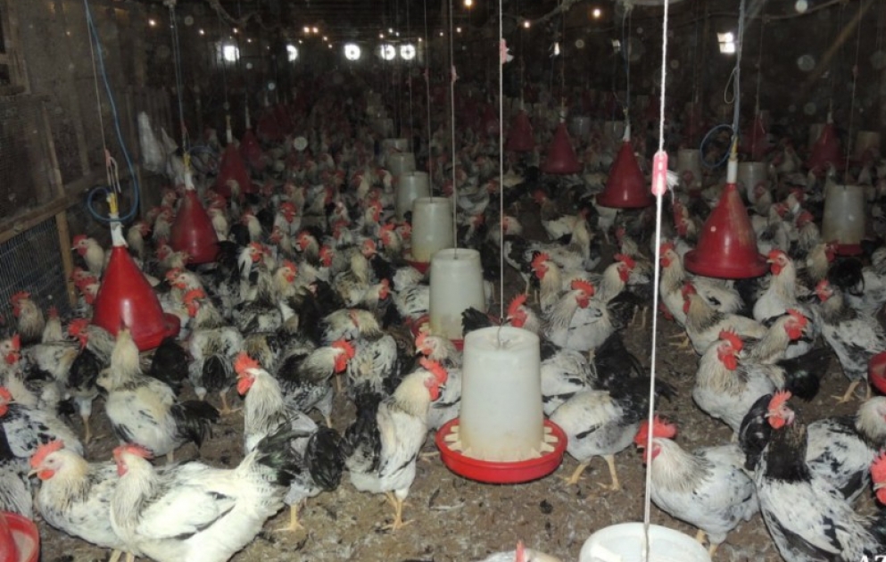 Göyçay sakini seleksiya yolu ilə yeni ev quşu cinsi əldə edib