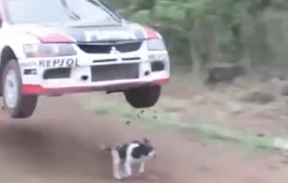 The luckiest doggo in the universe