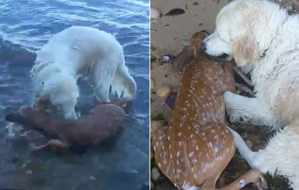 Video Captures Hero Dog’s Rescue Of Drowning Baby Deer In Long Island Sound