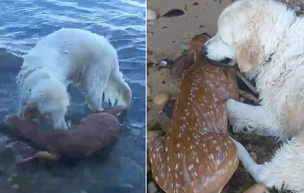 Пес достает из воды олененка