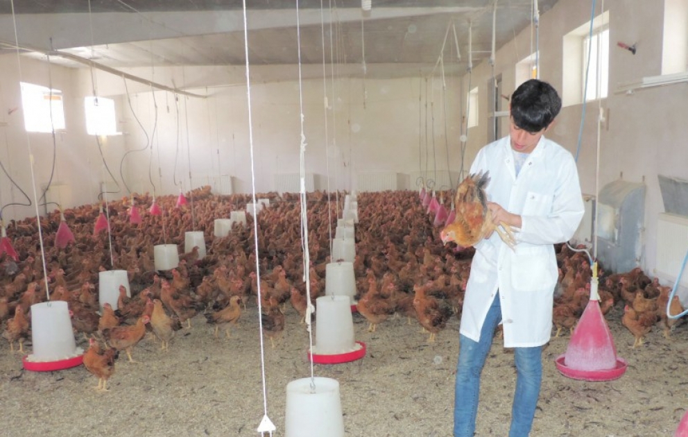 Aqrar Universitetin alimi: Məqsədimiz yerli toyuq cinsi yaratmaqdır