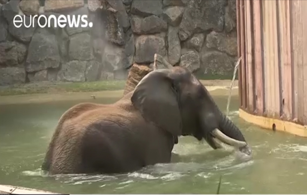 Un éléphant qui se protège du chaud