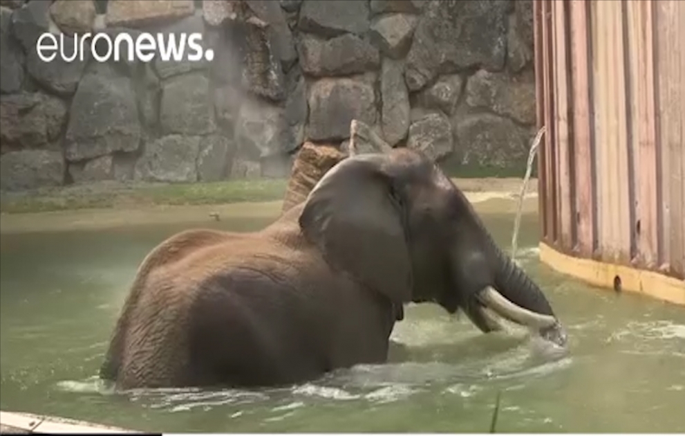How elephant beats heat ​