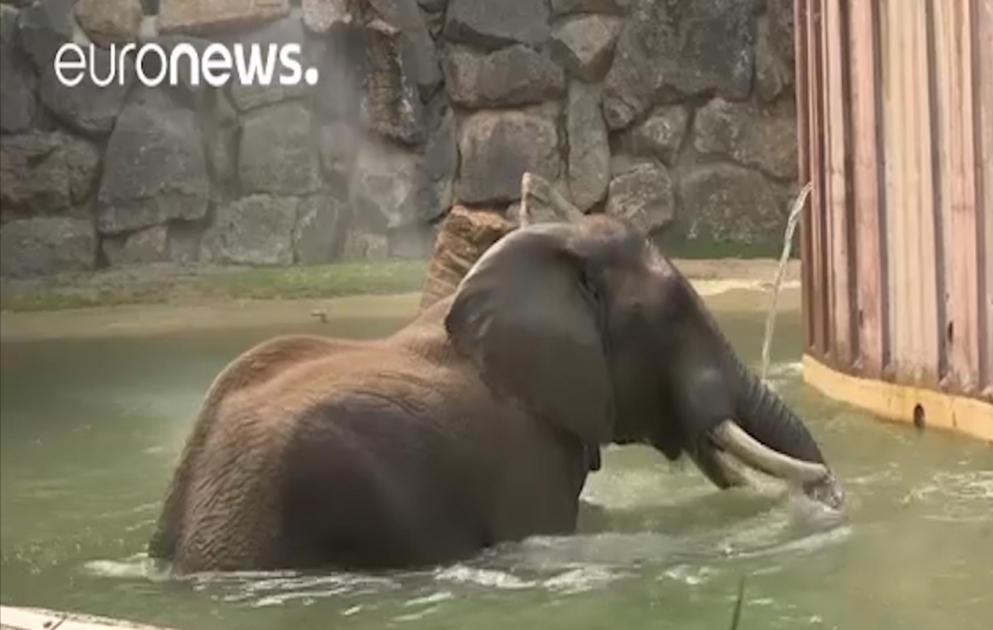 So kühlt sich Elefant im Zoo