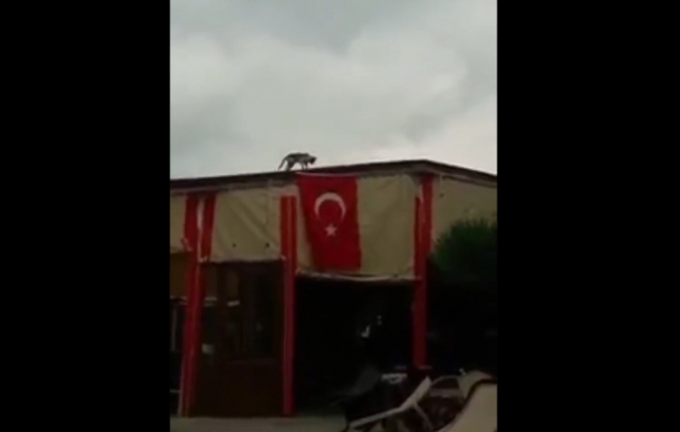 Sosial şəbəkələr bu görüntüdən danışır: pişik küləyin topladığı türk bayrağını açır