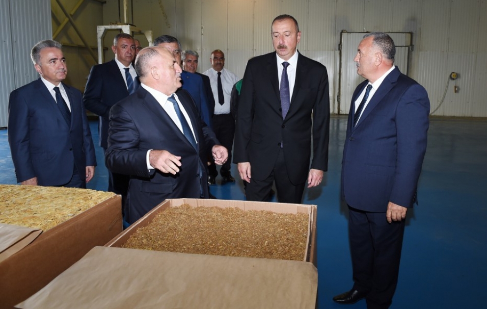 Prezident İlham Əliyev Zaqatalada tütün emalı zavodunun fəaliyyəti ilə tanış olub