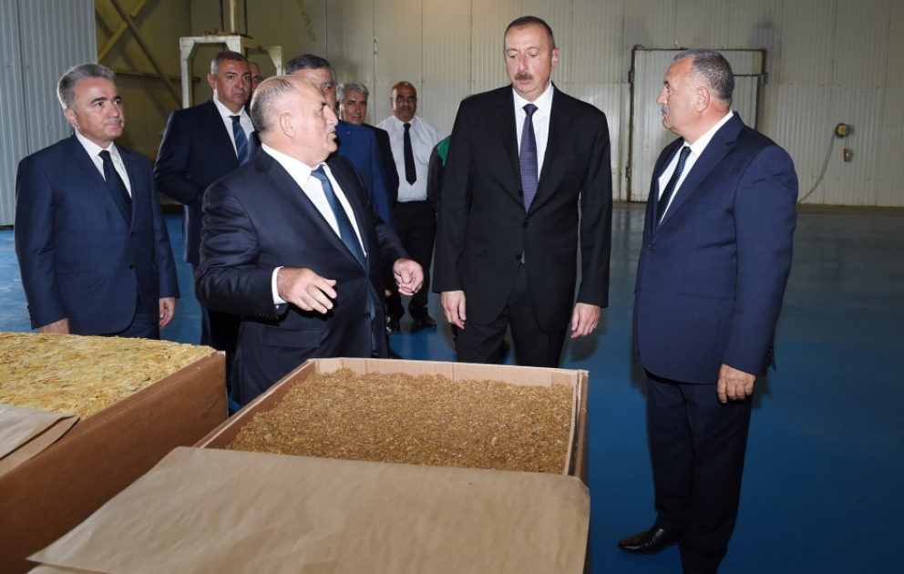 Президент Азербайджана Ильхам Алиев ознакомился в Загатала с деятельностью завода по переработке табака