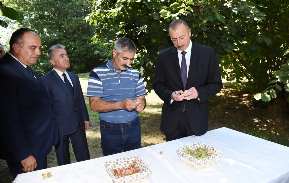 Qaxın Lələpaşa kəndinin sakini Allahverdi Şirinovun fındıqçılıq təsərrüfatında yaradılan şəraitlə tanışlıq