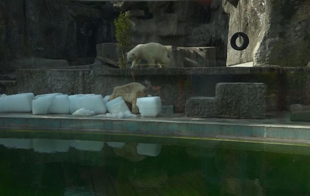 Ice cubes keep polar bears cool in sizzling Hungary