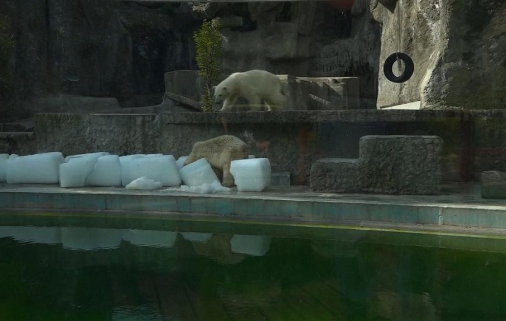 Les ours polaires de Budapest en quête de fraîcheur