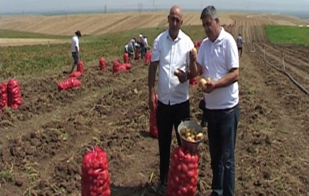 Qazaxlı fermerlər kartof sahələrinin hər hektarından 45 tona yaxın məhsul yığırlar