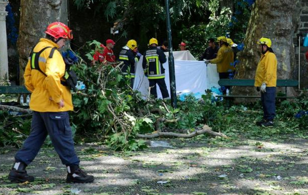 В Португалии упавшее дерево убило 12 человек
