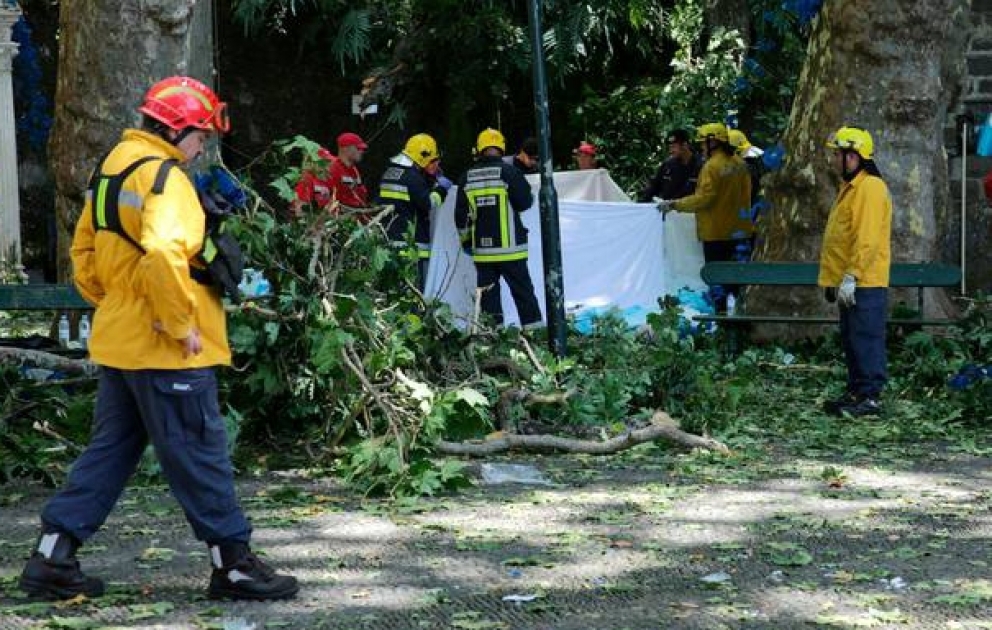 Falling tree kills 11 people celebrating festival in Madeira