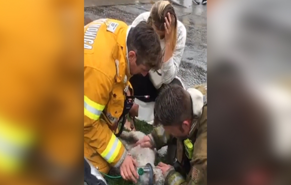 Intense moment firefighters resuscitate a lifeless dog after pulling it from a burning apartment
