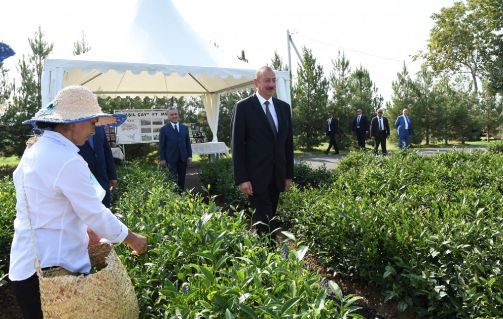 Prezident İlham Əliyev Lənkəranda “Yaşıl Çay” plantasiyası ilə tanış olub