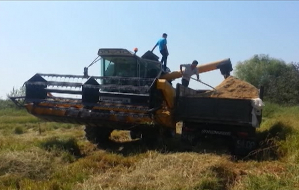 Ağdaşda məhsul yığımına başlanılıb