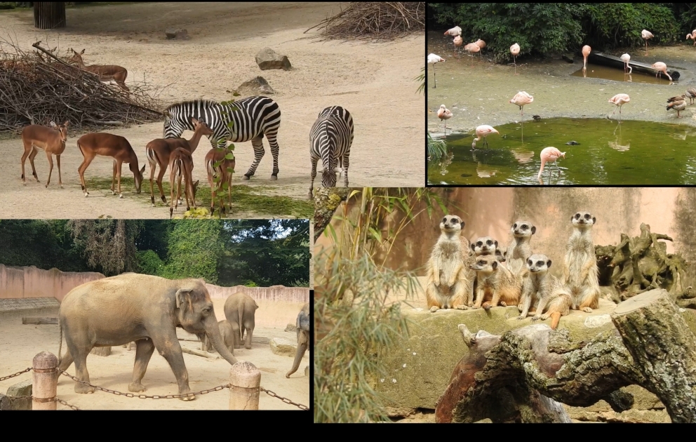 Hannover zooparkı - xüsusi dizaynlı 7 tematik zona, 3 min heyvan