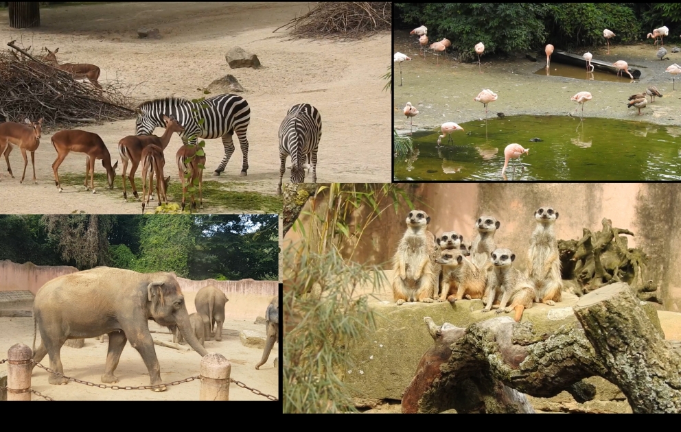 Le zoo de Hanovre: 7 zones thématiques à design particulier, 3 000 animaux