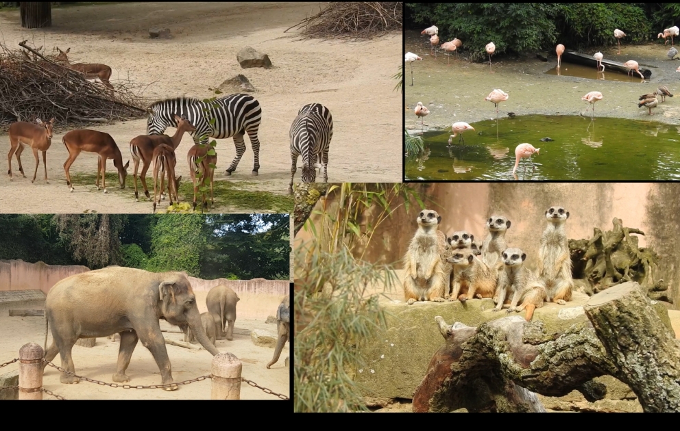 Zoo Hannover - 7 thematische Zonen mit besonderem Design, 3 Tausend Tiere