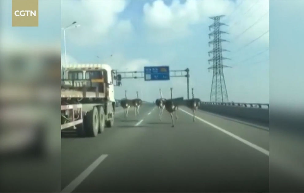 Çində dəvəquşuları maşınlarla yarışa çıxdılar