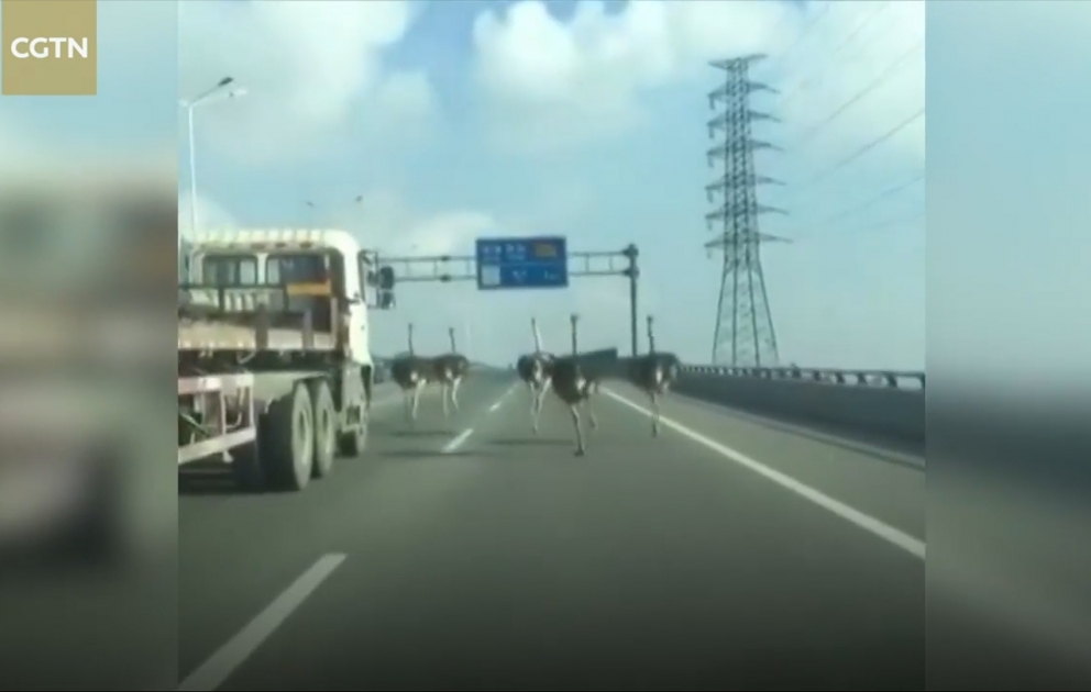 Five ostriches race down a highway in China