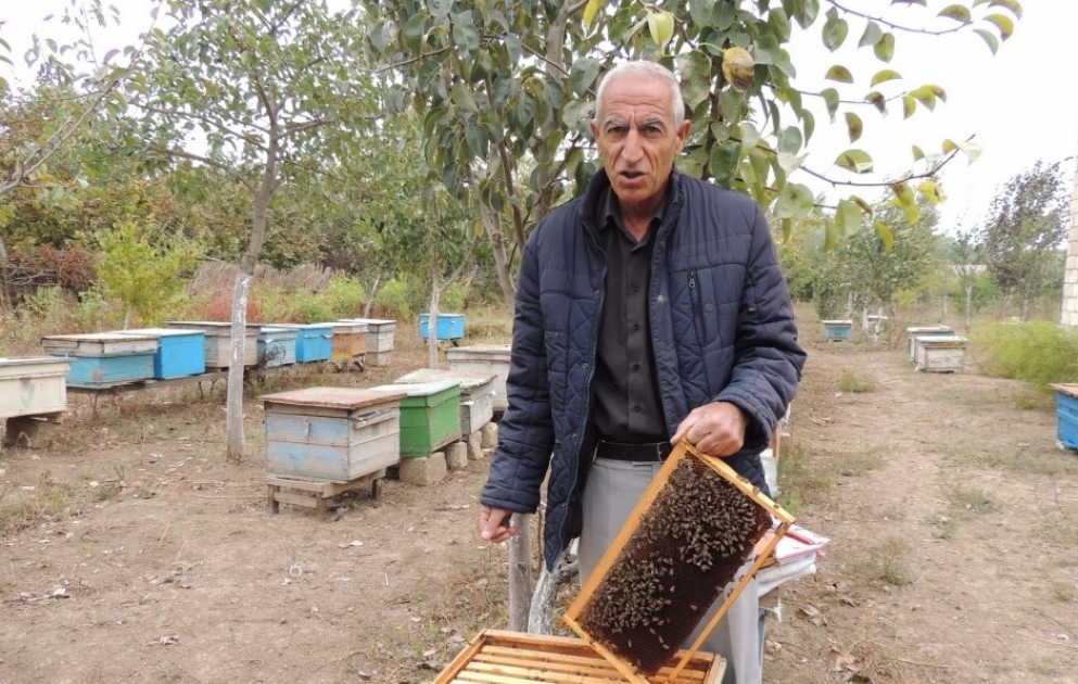Laçınlı məcburi köçkün Bakı yarmarkasına 350 kiloqram bal çıxaracaq