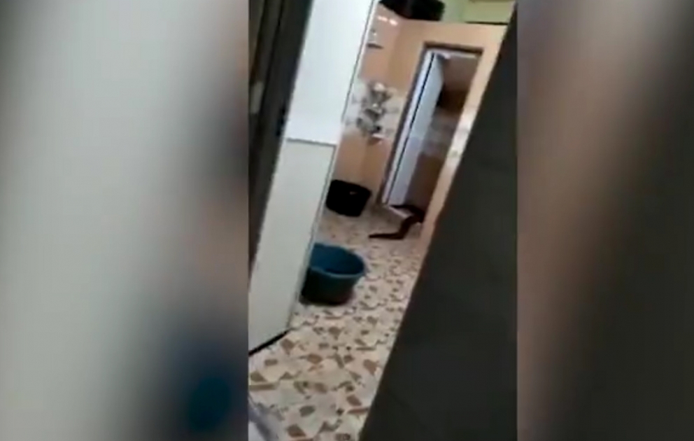 Evdə tapılan nəhəng həşərat hamını təəccübləndirdi