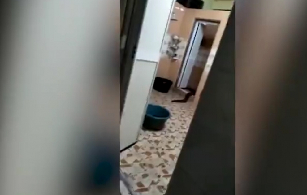 Житель Малайзии снял на видео неизвестное существо, выползшее из уборной