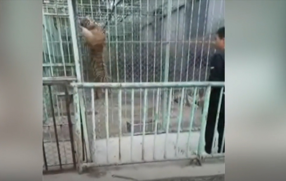 Pələng balası zoopark işçilərinə çətin anlar yaşatdı
