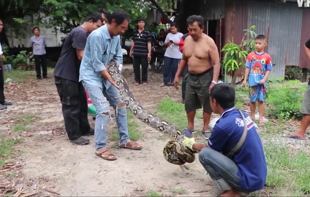 20FT long python battles with snake catches after killing a pet bulldog